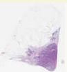 sample C (block 1, slide 1)