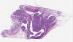 sample C (block 2, slide 100)