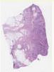 sample D (block 1, slide 1)