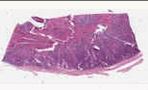 sample A (block 1, slide 1)