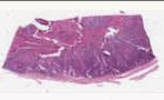 sample A<br>(block 1, slide 1)