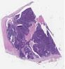 sample B (block 1, slide 1)