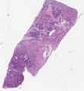 sample D (block 1, slide 1)