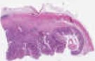 sample D (block 2, slide 166)
