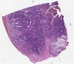 sample E (block 1, slide 1)